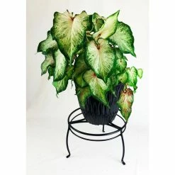 Vigoro 8 in. Black Metal Indoor Plant Stand -VIGORO Sales black vigoro plant stands 51470 4f 1000