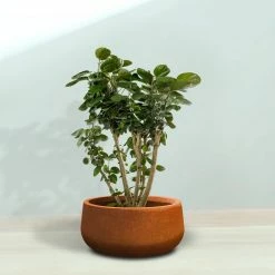 KANTE 16 in. Dia. Round Iron Oxide Concrete Bowl Planter, Outdoor Indoor Large Planter Pot with Drainage Hole -VIGORO Sales iron oxide kante plant pots rc0051b c80621 76 1000
