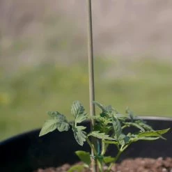 Vigoro 5 ft. Natural Bamboo Stake -VIGORO Sales natural bamboo beige vigoro tomato cages bb5vg 76 1000