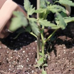 Vigoro 5 ft. Natural Bamboo Stake -VIGORO Sales natural bamboo beige vigoro tomato cages bb5vg fa 1000