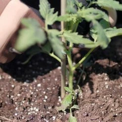 Vigoro Bamboo 6 ft. Natural Stake -VIGORO Sales natural bamboo beige vigoro tomato cages bb6vg 44 1000