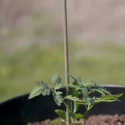 Vigoro Bamboo 6 ft. Natural Stake -VIGORO Sales natural bamboo beige vigoro tomato cages bb6vg fa 1000