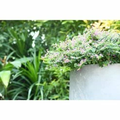 KANTE 17.3 in. Tall Natural Lightweight Concrete Footed Tulip Outdoor Round Planter (Set of 3) -VIGORO Sales natural kante plant pots rf2015022bcd c80021 4f 1000