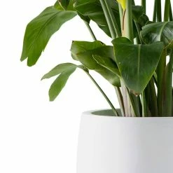 KANTE 19.6 in., 15.7 in. & 11.8 in. W Round Pure White Concrete Elegant Planters Set of 3, Outdoor Indoor w/Drainage Holes 14 KANTE 19.6 in., 15.7 in. & 11.8 in. W Round Pure White Concrete Elegant Planters Set of 3, Outdoor Indoor w/Drainage Holes -VIGORO Sales pure white kante plant pots rc0051abc c80011 1f 1000