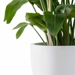 KANTE 13.39 in. x 12.6 in. Round Pure White Lightweight Concrete and Fiberglass Indoor Outdoor Planter with Drainage Hole 12 KANTE 13.39 in. x 12.6 in. Round Pure White Lightweight Concrete and Fiberglass Indoor Outdoor Planter with Drainage Hole -VIGORO Sales pure white kante plant pots rc0152b c80011 1f 1000
