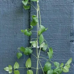 Vigoro 8 ft. Stainless Steel Wire Rope Plant Trellis 8 Vigoro 8 ft. Stainless Steel Wire Rope Plant Trellis -VIGORO Sales stainless steel vigoro tomato cages 822222 4f 1000