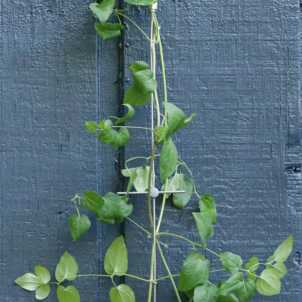 Vigoro 8 ft. Stainless Steel Wire Rope Plant Trellis 5 Vigoro 8 ft. Stainless Steel Wire Rope Plant Trellis - Image 3