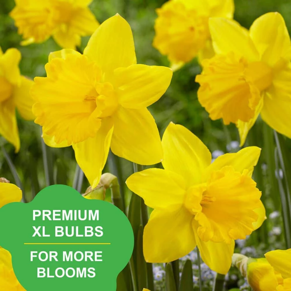 Vigoro 15/17 cm Premium XL Yellow Trumpet Daffodil Bulbs (Bag of 100) 10 Vigoro 15/17 cm Premium XL Yellow Trumpet Daffodil Bulbs (Bag of 100) - Image 8