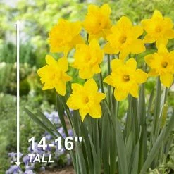 Vigoro 15/17 cm Premium XL Yellow Trumpet Daffodil Bulbs (Bag of 100) 14 Vigoro 15/17 cm Premium XL Yellow Trumpet Daffodil Bulbs (Bag of 100) -VIGORO Sales vigoro flower bulbs ecf 28 100 44 1000