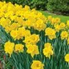 Vigoro 15/17 cm Premium XL Yellow Trumpet Daffodil Bulbs (Bag of 100) -VIGORO Sales vigoro flower bulbs ecf 28 100 64 1000