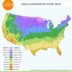 Vigoro 15/17 cm Premium XL Yellow Trumpet Daffodil Bulbs (Bag of 100) 16 Vigoro 15/17 cm Premium XL Yellow Trumpet Daffodil Bulbs (Bag of 100) -VIGORO Sales vigoro flower bulbs ecf 28 100 76 1000