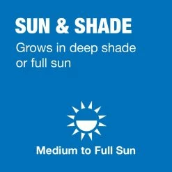 Vigoro 20 lbs. Sun and Shade Grass Seed Mix with Water Saver Seed Coating 18 Vigoro 20 lbs. Sun and Shade Grass Seed Mix with Water Saver Seed Coating -VIGORO Sales vigoro grass seed 25687 a0 1000