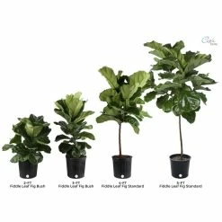 Vigoro 6 in. Little Fiddle Leaf Fig Indoor Plant in Small White Ribbed Plastic Decor Planter (2-Pack) -VIGORO Sales vigoro indoor plants co 6fig 3 vi wh 1f 1000