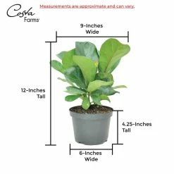 Vigoro 6 in. Little Fiddle Leaf Fig Indoor Plant in Small White Ribbed Plastic Decor Planter (2-Pack) -VIGORO Sales vigoro indoor plants co 6fig 3 vi wh 44 1000