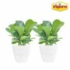 Vigoro 6 in. Little Fiddle Leaf Fig Indoor Plant in Small White Ribbed Plastic Decor Planter (2-Pack) 1 Vigoro 6 in. Little Fiddle Leaf Fig Indoor Plant in Small White Ribbed Plastic Decor Planter (2-Pack) -VIGORO Sales vigoro indoor plants co 6fig 3 vi wh 64 1000