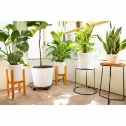 Vigoro 6 in. Little Fiddle Leaf Fig Indoor Plant in Small White Ribbed Plastic Decor Planter (2-Pack) -VIGORO Sales vigoro indoor plants co 6fig 3 vi wh 77 1000