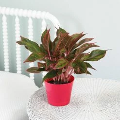 Vigoro 6 in. Grower's Choice Aglaonema Chinese Evergreen Indoor Plant in Small White Ribbed Plastic Decor Planter (2-Pack) -VIGORO Sales vigoro indoor plants co ags6 3 vi wh 4f 1000