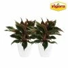 Vigoro 6 in. Grower's Choice Aglaonema Chinese Evergreen Indoor Plant in Small White Ribbed Plastic Decor Planter (2-Pack) -VIGORO Sales vigoro indoor plants co ags6 3 vi wh 64 1000