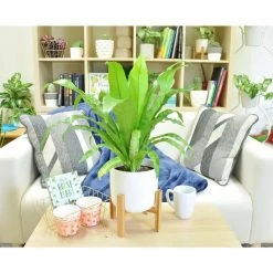 Vigoro 6 in. Bird's Nest Fern Indoor Plant in Small White Ribbed Plastic Decor Planter (2-Pack) -VIGORO Sales vigoro indoor plants co brdf 3 vi wh c3 1000