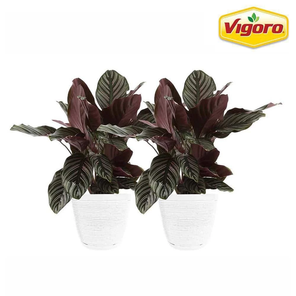 Vigoro 6 in. Grower's Choice Calathea Indoor Plant in Small White Ribbed Plastic Decor Planter (2-Pack) 3 Vigoro 6 in. Grower's Choice Calathea Indoor Plant in Small White Ribbed Plastic Decor Planter (2-Pack)