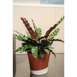 Vigoro 6 in. Grower's Choice Calathea Indoor Plant in Small White Ribbed Plastic Decor Planter (2-Pack) 14 Vigoro 6 in. Grower's Choice Calathea Indoor Plant in Small White Ribbed Plastic Decor Planter (2-Pack) -VIGORO Sales vigoro indoor plants co cal6 3 vi wh 77 1000