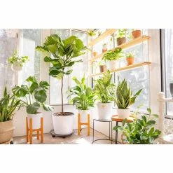 Vigoro 6 in. Dieffenbachia Indoor Plant in Small White Ribbed Plastic Decor Planter (2-Pack) -VIGORO Sales vigoro indoor plants co dief 3 vi wh 44 1000