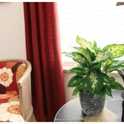 Vigoro 6 in. Dieffenbachia Indoor Plant in Small White Ribbed Plastic Decor Planter (2-Pack) -VIGORO Sales vigoro indoor plants co dief 3 vi wh 4f 1000