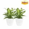 Vigoro 6 in. Dieffenbachia Indoor Plant in Small White Ribbed Plastic Decor Planter (2-Pack) -VIGORO Sales vigoro indoor plants co dief 3 vi wh 64 1000