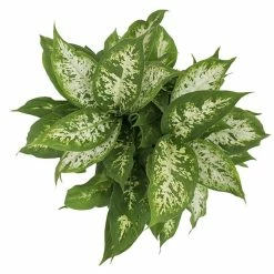 Vigoro 6 in. Dieffenbachia Indoor Plant in Small White Ribbed Plastic Decor Planter (2-Pack) -VIGORO Sales vigoro indoor plants co dief 3 vi wh a0 1000