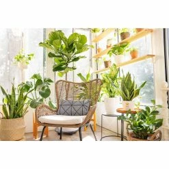 Vigoro 6 in. Dieffenbachia Indoor Plant in Small White Ribbed Plastic Decor Planter (2-Pack) -VIGORO Sales vigoro indoor plants co dief 3 vi wh fa 1000