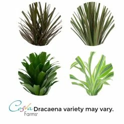 Vigoro 6 in. Grower's Choice Dracaena Indoor Plant in Small White Ribbed Plastic Decor Planter (2-Pack) -VIGORO Sales vigoro indoor plants co jc06 3 vi wh 1f 1000