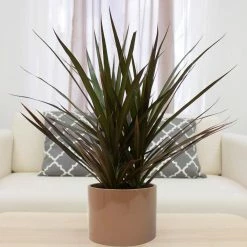 Vigoro 6 in. Grower's Choice Dracaena Indoor Plant in Small White Ribbed Plastic Decor Planter (2-Pack) -VIGORO Sales vigoro indoor plants co jc06 3 vi wh 4f 1000