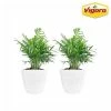 Vigoro 6 in. Neanthebella Palm Indoor Plant in Small White Ribbed Plastic Decor Planter (2-Pack) -VIGORO Sales vigoro indoor plants co np07 3 vi wh 64 1000