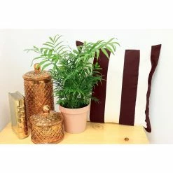 Vigoro 6 in. Neanthebella Palm Indoor Plant in Small White Ribbed Plastic Decor Planter (2-Pack) -VIGORO Sales vigoro indoor plants co np07 3 vi wh c3 1000