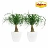 Vigoro 6 in. Ponytail Palm Indoor Plant in Small White Ribbed Plastic Decor Planter (2-Pack) -VIGORO Sales vigoro indoor plants co pony 3 vi wh 64 1000