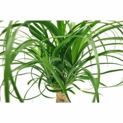 Vigoro 6 in. Ponytail Palm Indoor Plant in Small White Ribbed Plastic Decor Planter (2-Pack) 10 Vigoro 6 in. Ponytail Palm Indoor Plant in Small White Ribbed Plastic Decor Planter (2-Pack) -VIGORO Sales vigoro indoor plants co pony 3 vi wh 77 1000