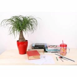 Vigoro 6 in. Ponytail Palm Indoor Plant in Small White Ribbed Plastic Decor Planter (2-Pack) 11 Vigoro 6 in. Ponytail Palm Indoor Plant in Small White Ribbed Plastic Decor Planter (2-Pack) -VIGORO Sales vigoro indoor plants co pony 3 vi wh c3 1000