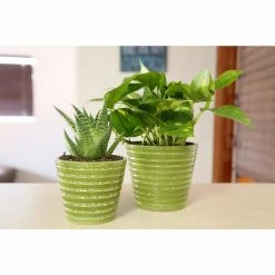 Vigoro 6 in. Golden Pothos Indoor Plant in Small White Ribbed Plastic Decor Planter (2-Pack) -VIGORO Sales vigoro indoor plants co poth 3 vi wh 44 1000
