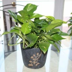 Vigoro 6 in. Golden Pothos Indoor Plant in Small White Ribbed Plastic Decor Planter (2-Pack) -VIGORO Sales vigoro indoor plants co poth 3 vi wh 4f 1000