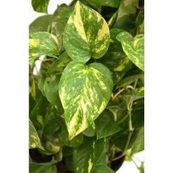 Vigoro 6 in. Golden Pothos Indoor Plant in Small White Ribbed Plastic Decor Planter (2-Pack) -VIGORO Sales vigoro indoor plants co poth 3 vi wh 77 1000