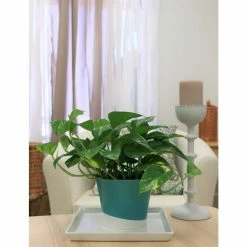 Vigoro 6 in. Golden Pothos Indoor Plant in Small White Ribbed Plastic Decor Planter (2-Pack) -VIGORO Sales vigoro indoor plants co poth 3 vi wh fa 1000
