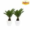 Vigoro 6 in. Sago Indoor Plant in Small White Ribbed Plastic Decor Planter (2-Pack) 2 Vigoro 6 in. Sago Indoor Plant in Small White Ribbed Plastic Decor Planter (2-Pack) -VIGORO Sales vigoro indoor plants co sago 3 vi wh 64 1000