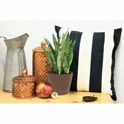 Vigoro 6 in. Grower's Choice Snake Plant (Sansevieria) in Small White Ribbed Plastic Decor Planter (2-Pack) -VIGORO Sales vigoro indoor plants co sl07 3 vi wh 4f 1000