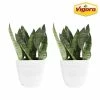 Vigoro 6 in. Grower's Choice Snake Plant (Sansevieria) in Small White Ribbed Plastic Decor Planter (2-Pack) -VIGORO Sales vigoro indoor plants co sl07 3 vi wh 64 1000