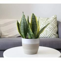 Vigoro 6 in. Grower's Choice Snake Plant (Sansevieria) in Small White Ribbed Plastic Decor Planter (2-Pack) -VIGORO Sales vigoro indoor plants co sl07 3 vi wh c3 1000