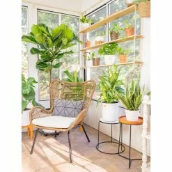 Vigoro 6 in. Peace Lily Indoor Plant in Small White Ribbed Plastic Decor Planter (2-Pack) -VIGORO Sales vigoro indoor plants co sy06 3 vi wh 44 1000