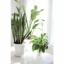 Vigoro 6 in. Peace Lily Indoor Plant in Small White Ribbed Plastic Decor Planter (2-Pack) -VIGORO Sales vigoro indoor plants co sy06 3 vi wh 4f 1000