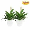 Vigoro 6 in. Peace Lily Indoor Plant in Small White Ribbed Plastic Decor Planter (2-Pack) -VIGORO Sales vigoro indoor plants co sy06 3 vi wh 64 1000