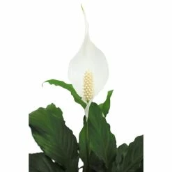 Vigoro 6 in. Peace Lily Indoor Plant in Small White Ribbed Plastic Decor Planter (2-Pack) -VIGORO Sales vigoro indoor plants co sy06 3 vi wh 77 1000