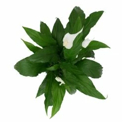 Vigoro 6 in. Peace Lily Indoor Plant in Small White Ribbed Plastic Decor Planter (2-Pack) -VIGORO Sales vigoro indoor plants co sy06 3 vi wh fa 1000